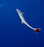Moorea est passeopunohu150809_055
